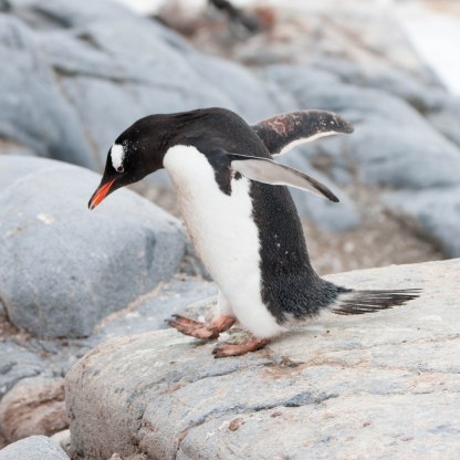 Port Lockroy Gentoo Penguin